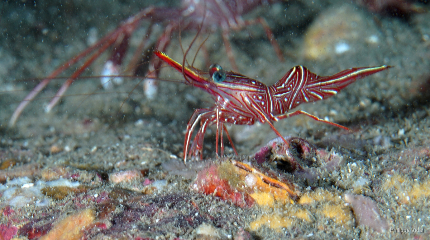 Birmanie - Mergui - 2018 - DSC02638 - Dancing shrimp - Crevette danseuse de Durban - Rhynchocinetes durbanensis.JPG